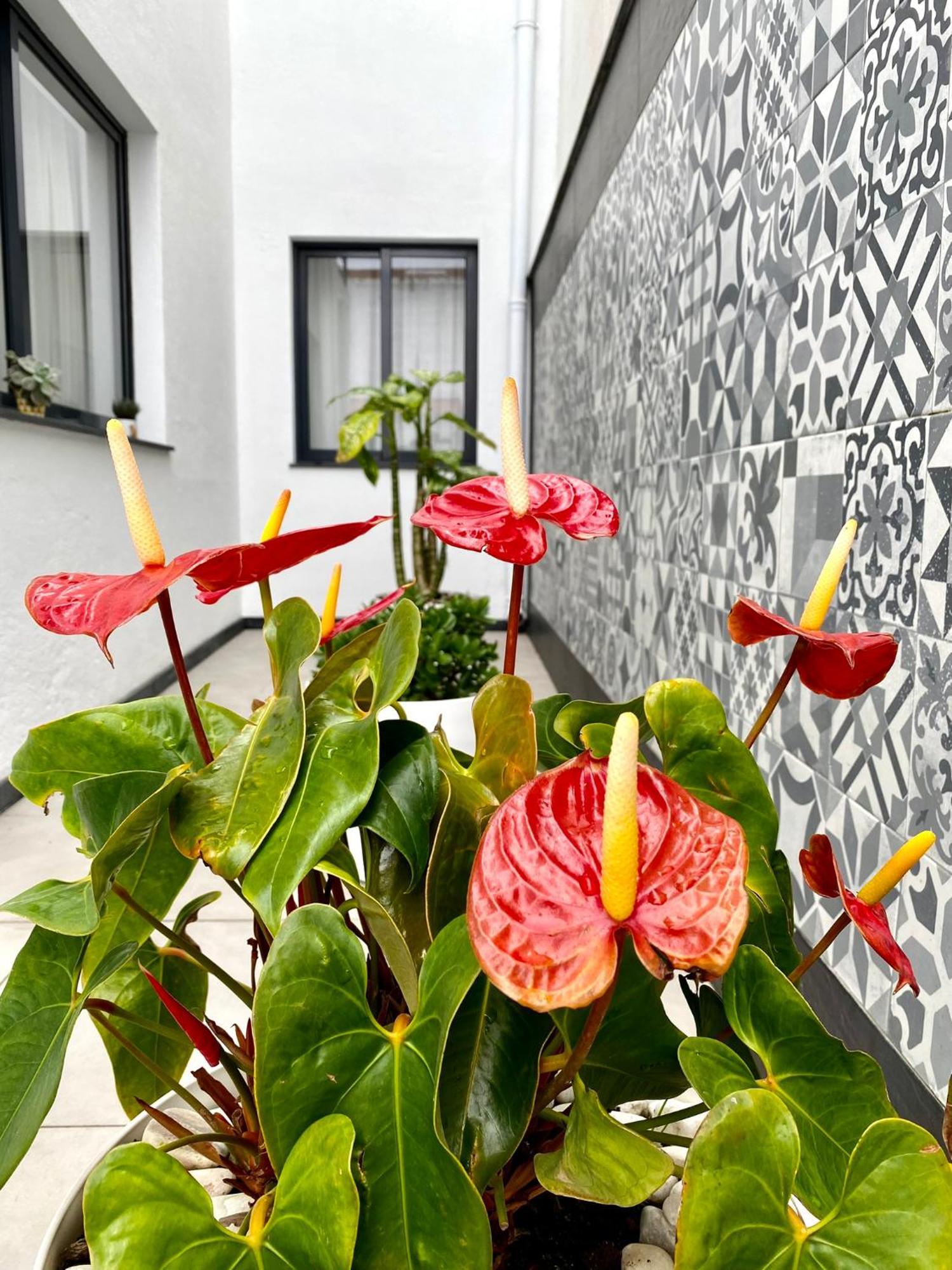 Íris House Ponta Delgada - Açores Exterior foto
